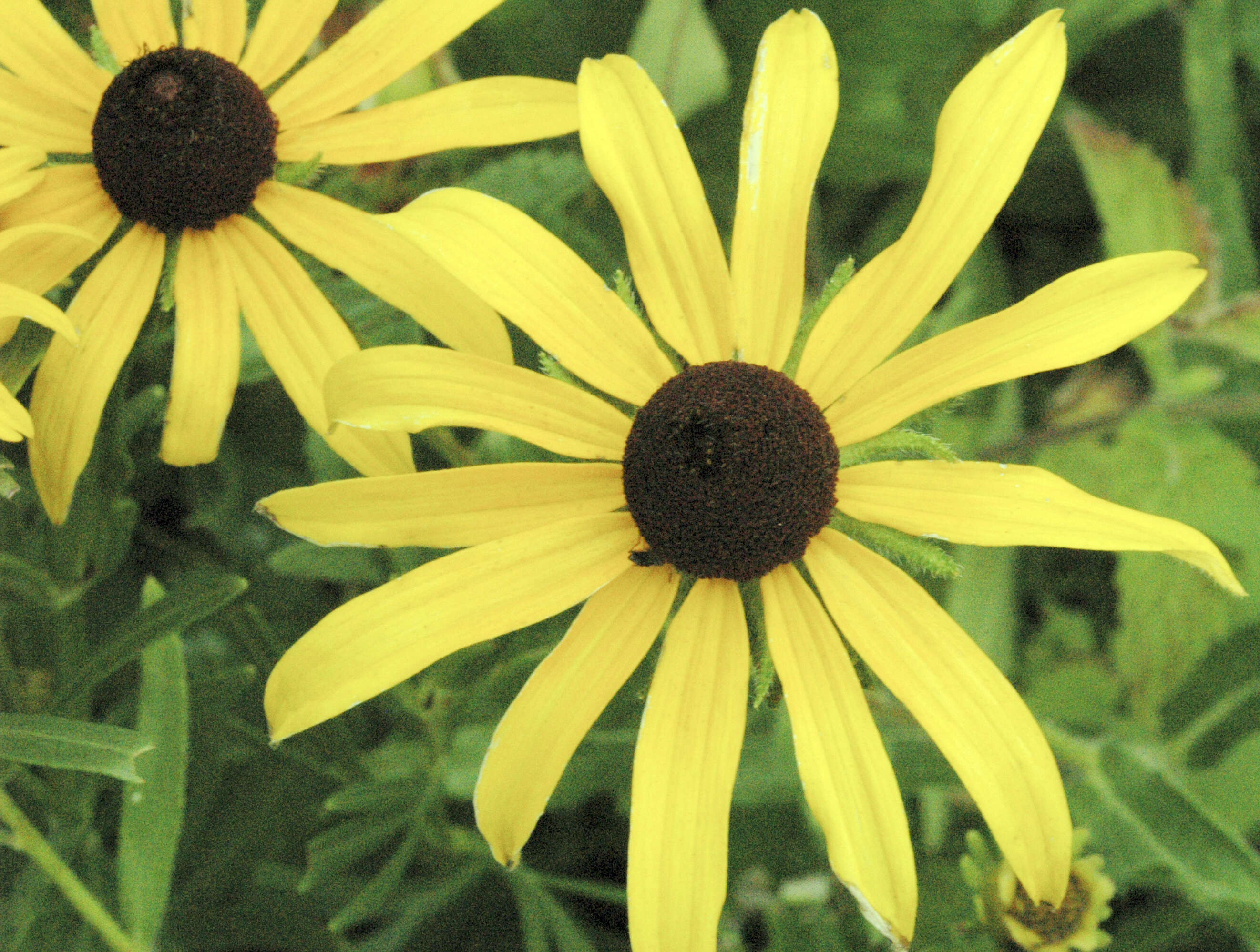 Image of blackeyed Susan