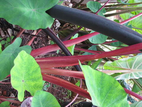 Image of colocasia