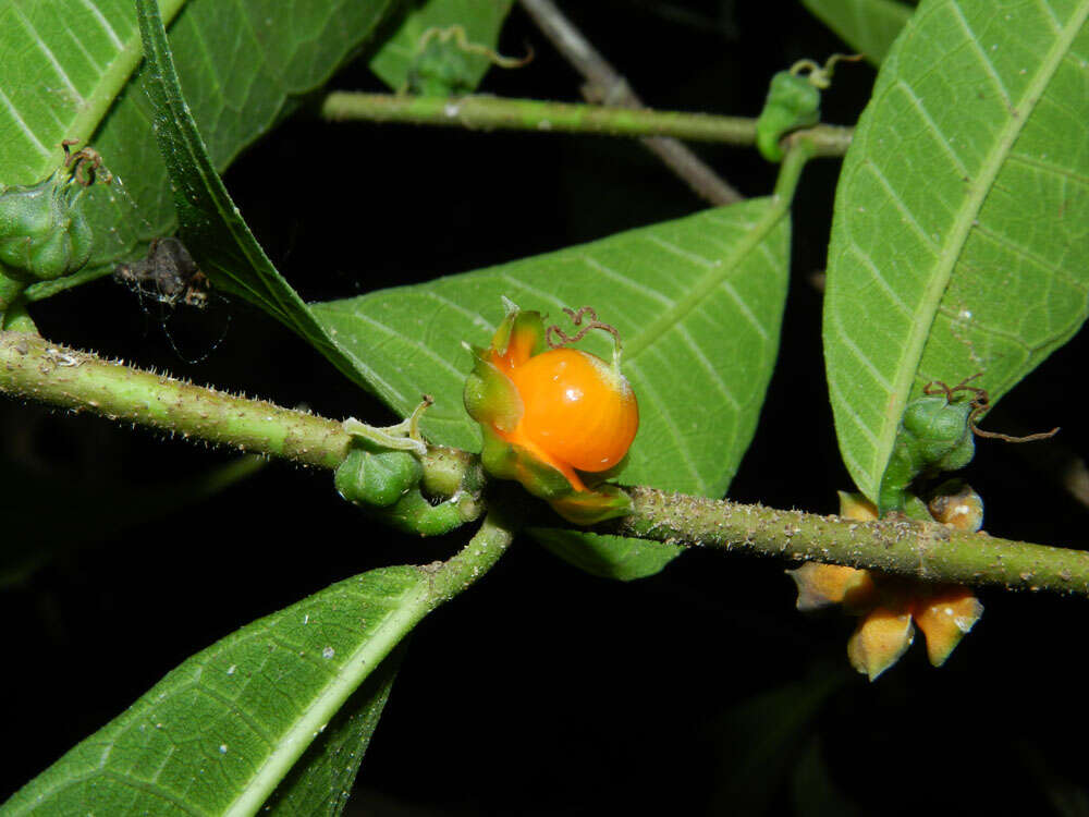 Image de Trophis caucana (Pittier) C. C. Berg