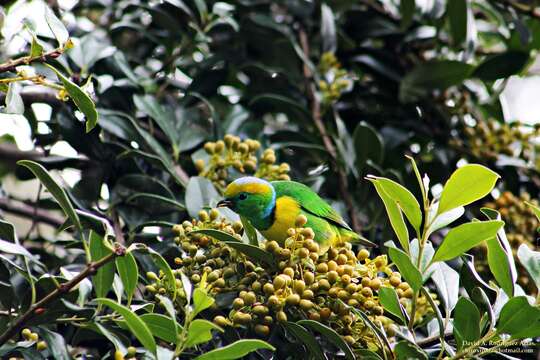 Image of Chlorophonia Bonaparte 1851