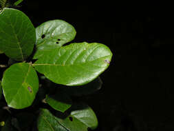 Image of Sloanea obtusifolia (Moric.) K. Schum.