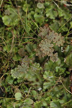 Image of Marchantiaceae