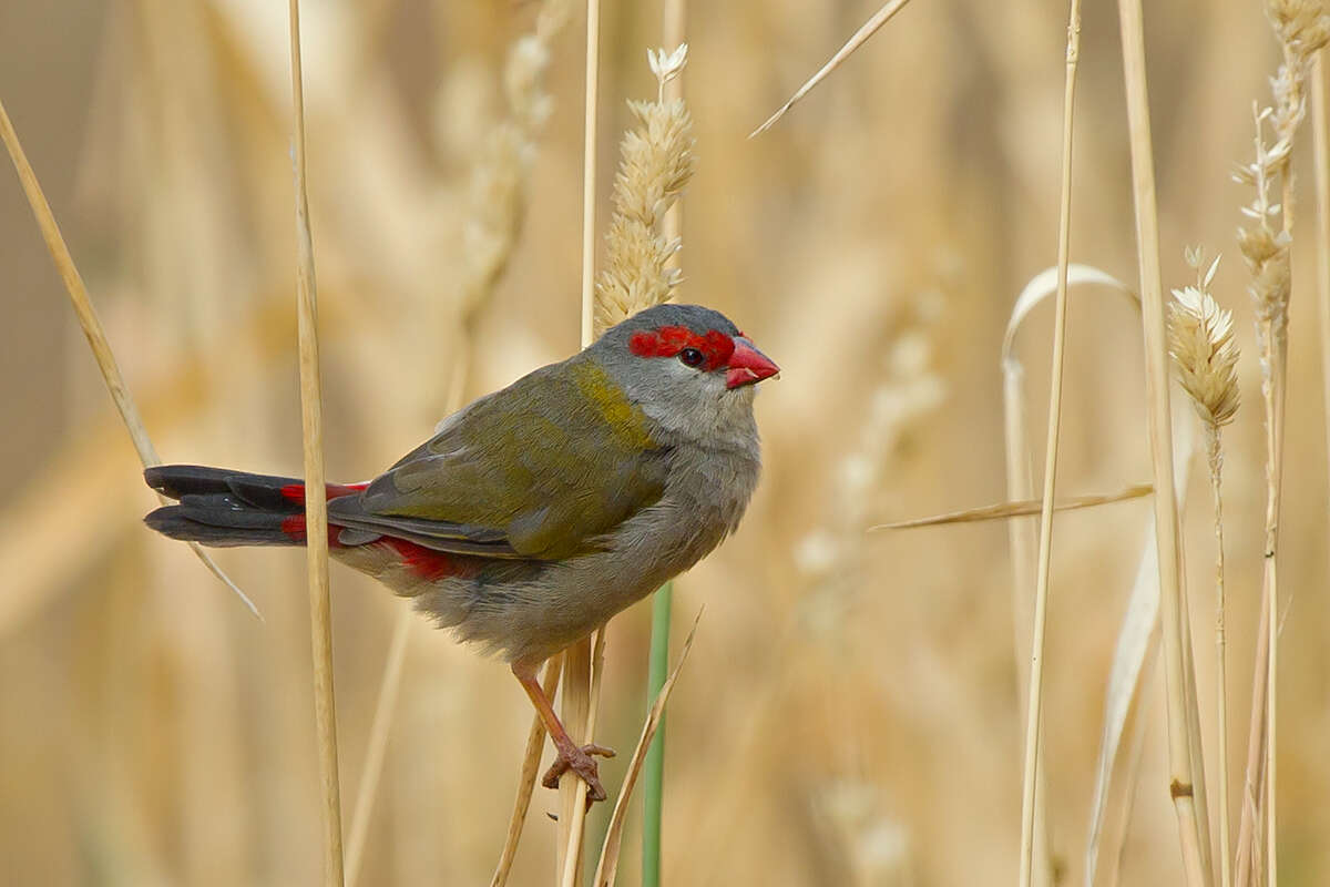 Image of Red-browed Finch