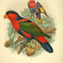 Lorius lory cyanauchen (Müller & S 1841) resmi