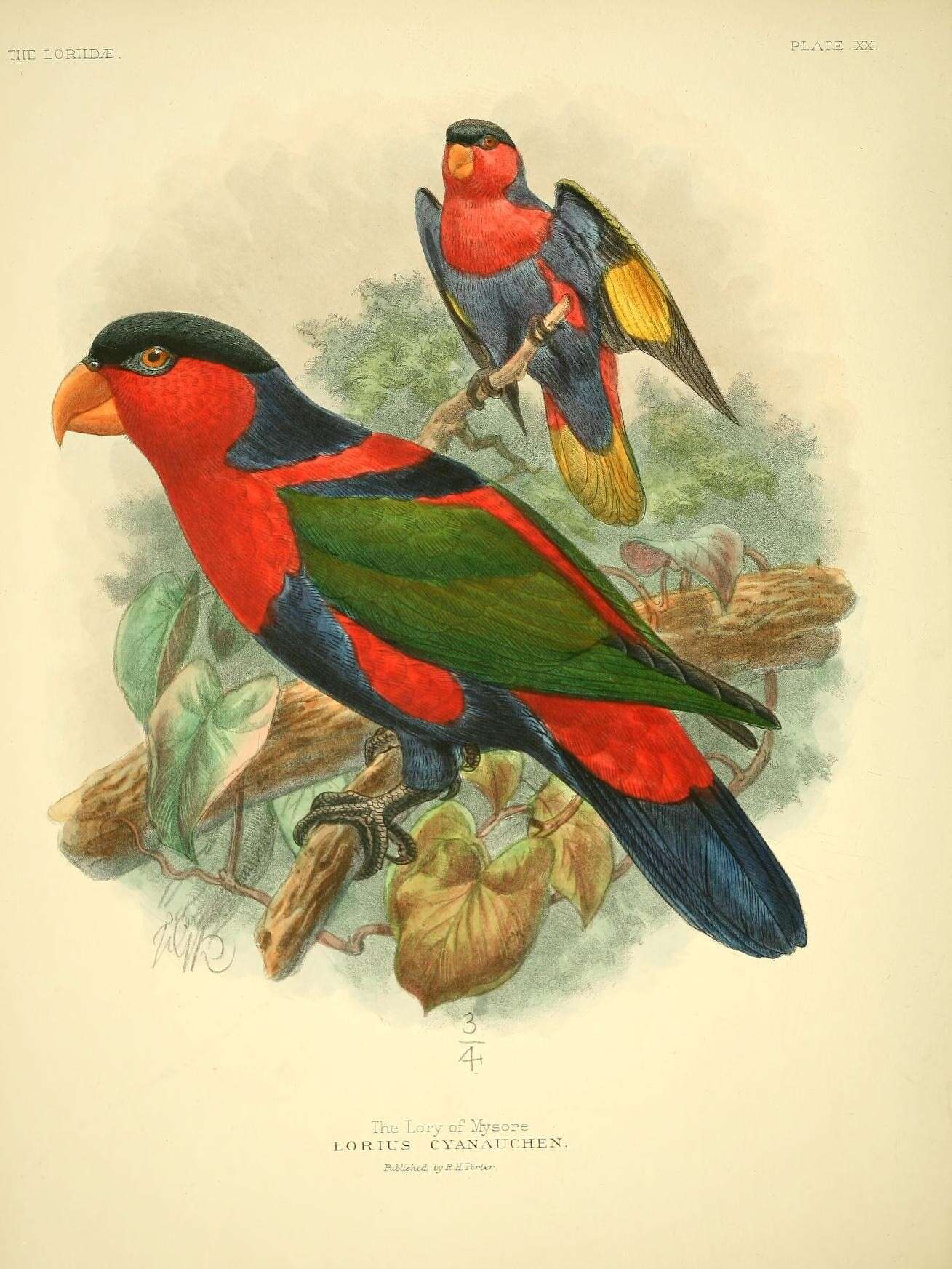 صورة Lorius lory cyanauchen (Müller & S 1841)