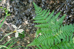 Image of Fernald's iris