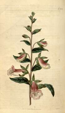 Image of Digitalis minor L.