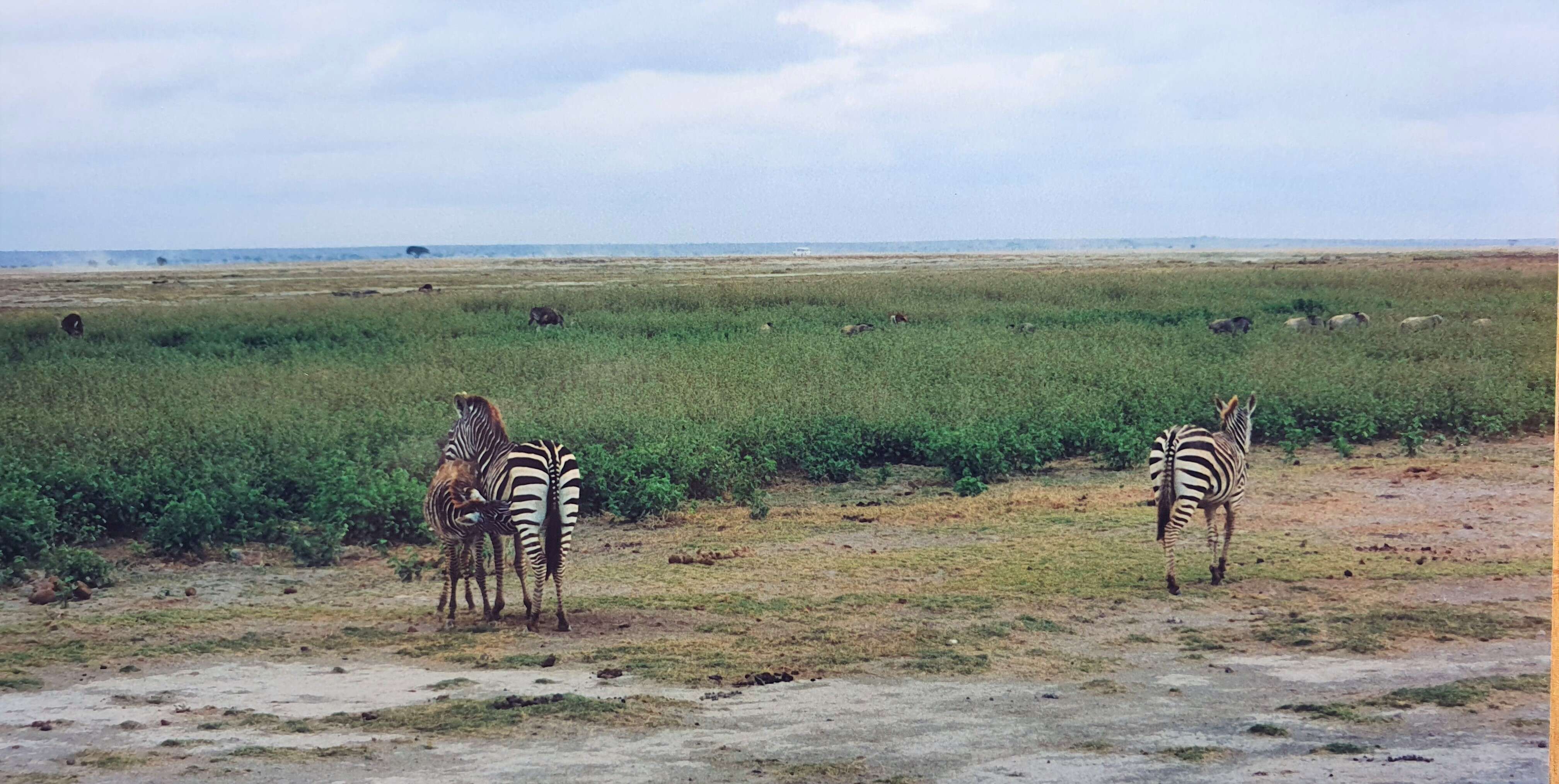 Image of Burchell's Zebra