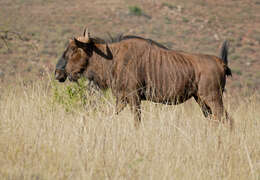 Image of wildebeest