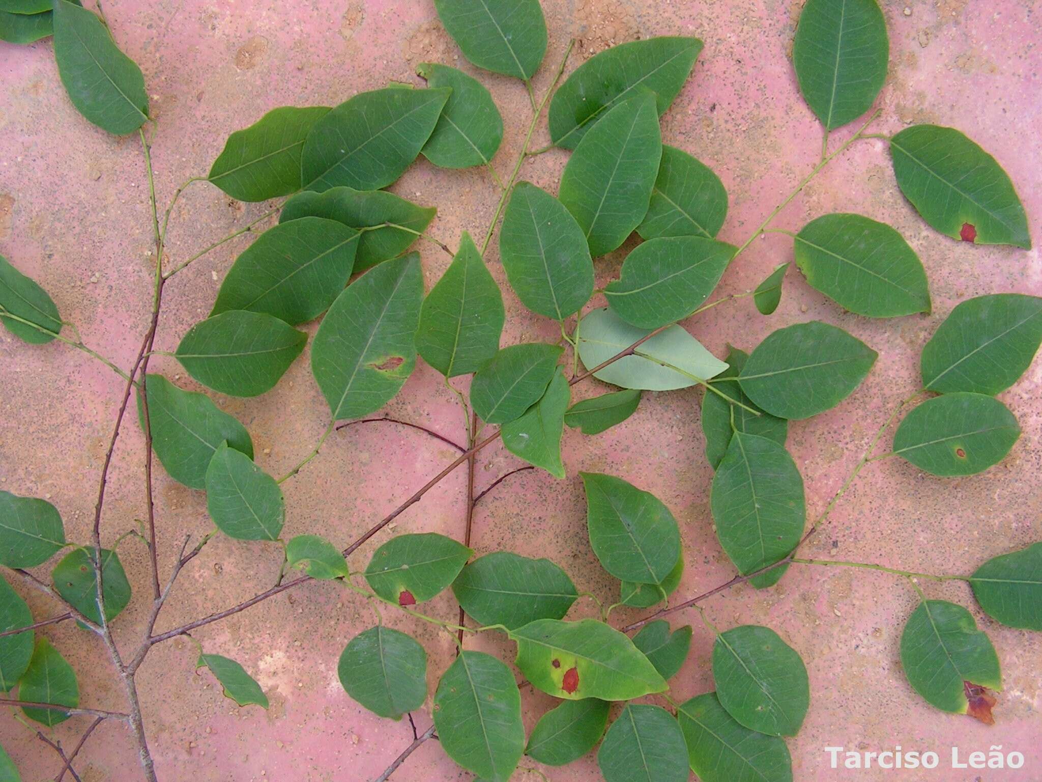 Maprounea guianensis Aubl.的圖片