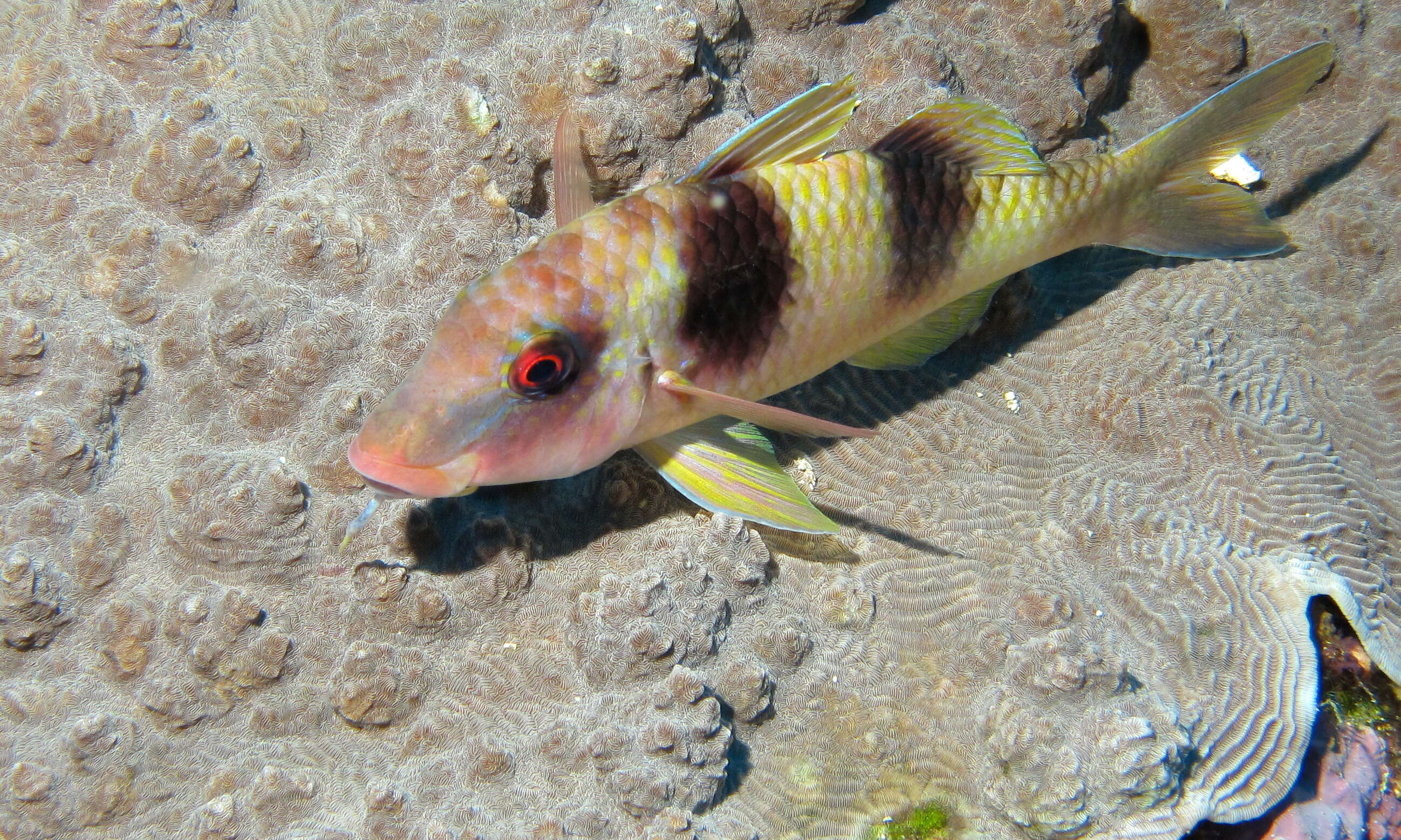 Image of Double-banded goatfish