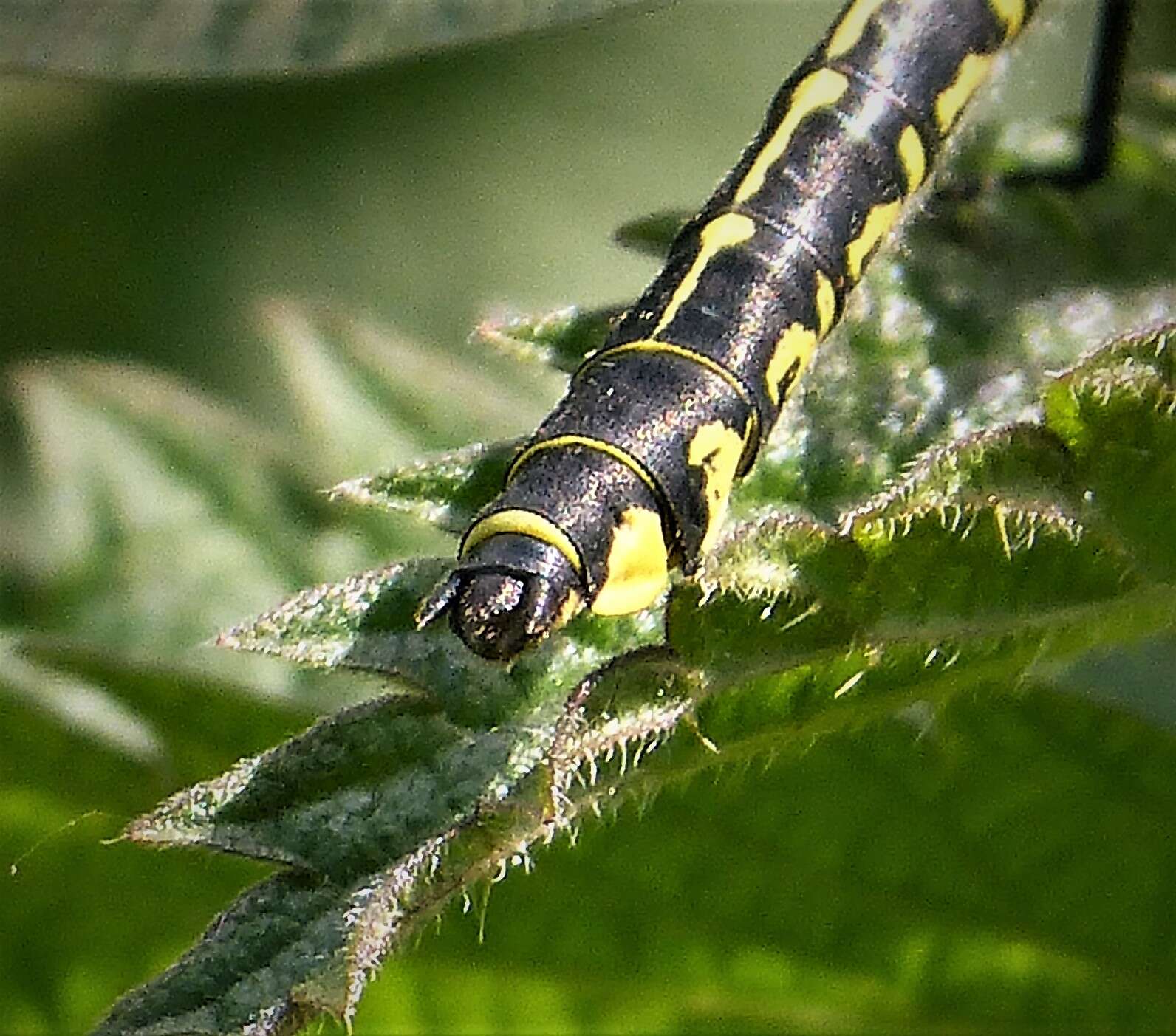 Image of Club-tailed Dragonfly