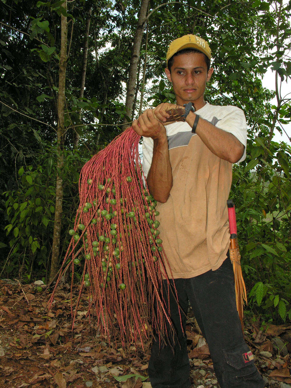 Image of Bamboo Palm