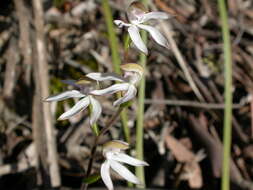 Image of Musky caps