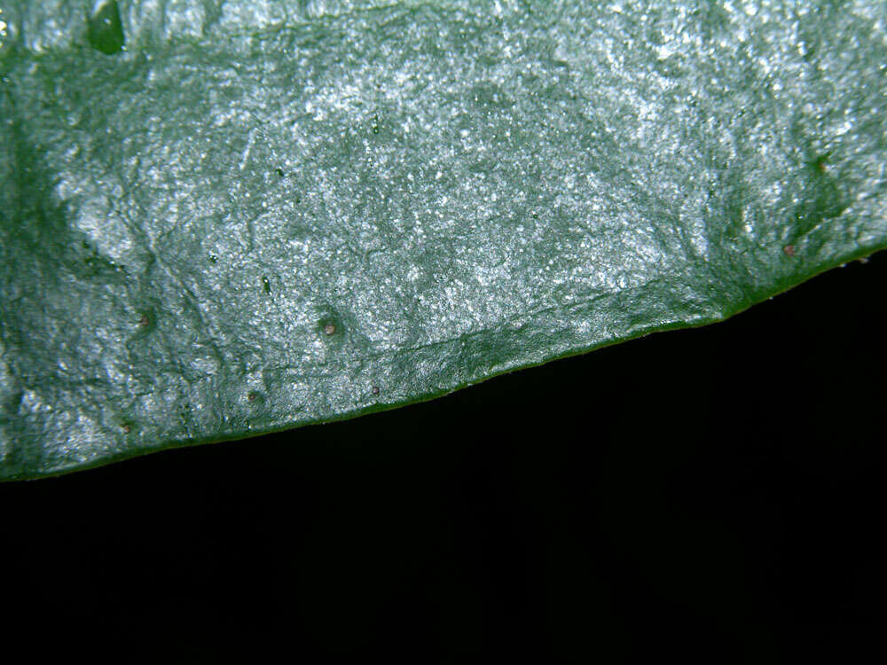 Слика од Miconia argentea (Sw.) DC.