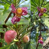 Image of Heaven Lotus Tree