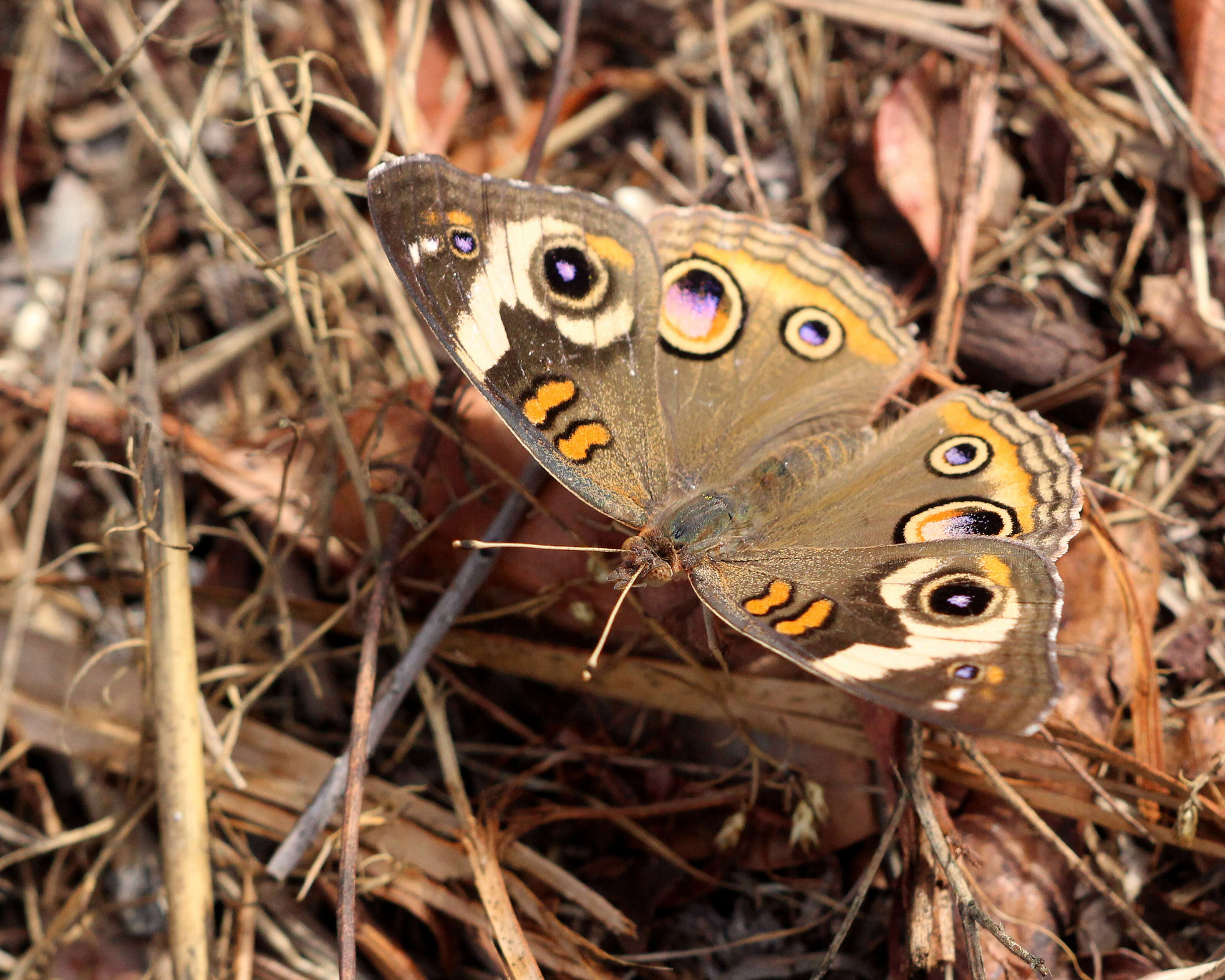 Image of Common buckeye