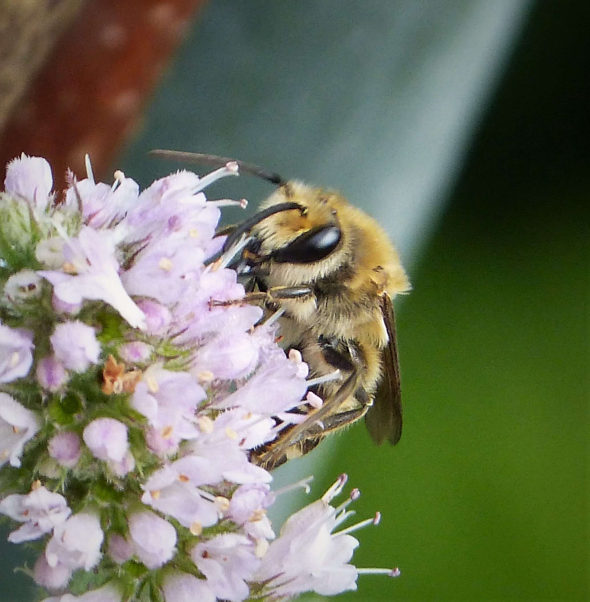 Image of Cellophane bees