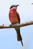 Image of Southern Carmine Bee-eater