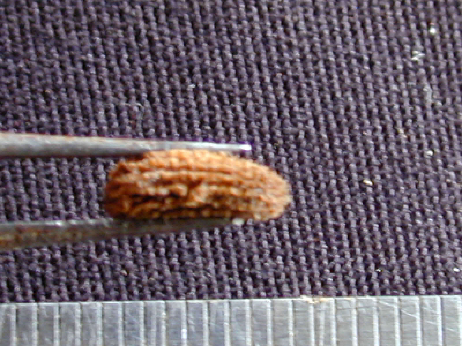 Image of Tabernaemontana siphilitica (L. fil.) A. J. M. Leeuwenberg