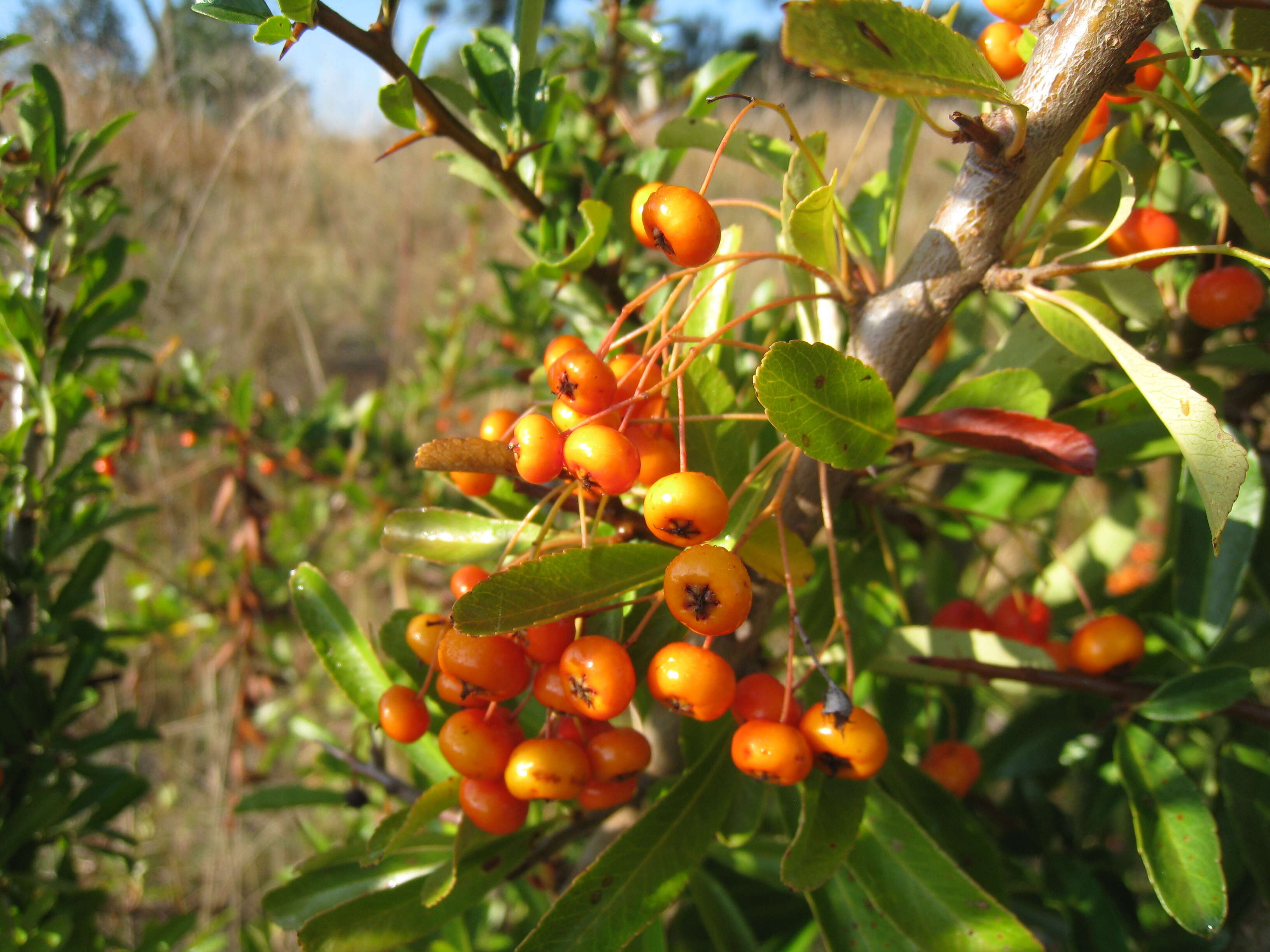 Image de Buisson ardent