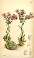 Image of Sempervivum arachnoideum subsp. arachnoideum