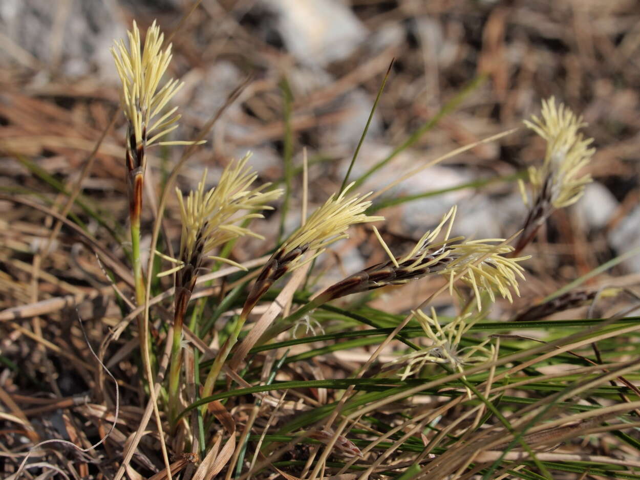 Imagem de Carex humilis Leyss.