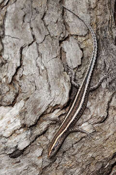 Image of Cream-striped Shinning-skink