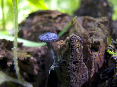 Image of Entoloma chytrophilum Wölfel, Noordel. & Dähncke 2001