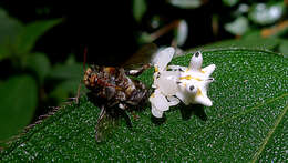 Image of Epicadus heterogaster (Guérin 1829)