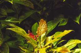 Image of White Peacock