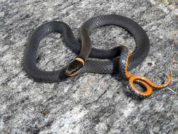 Image of ringneck snake