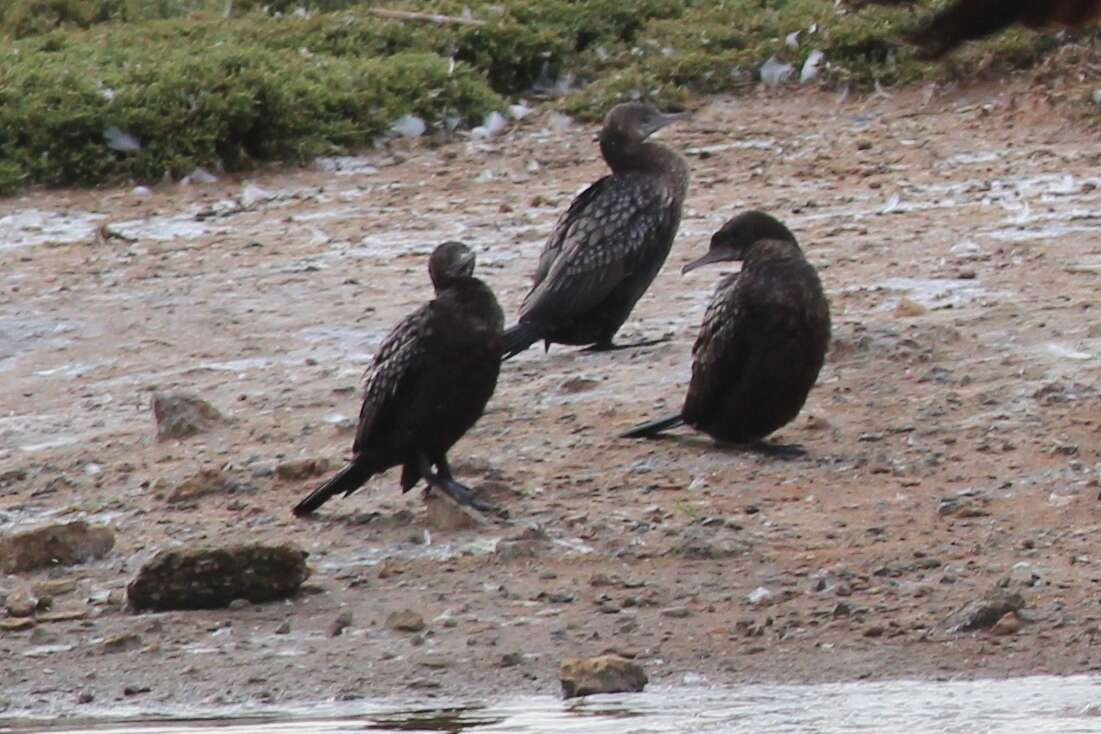 Image of Little Black Cormorant