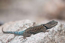 Image of Duges' Spiny Lizard