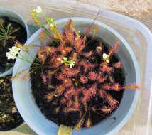 صورة Drosera anglica Huds.