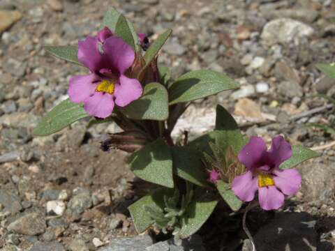 Imagem de Diplacus ovatus (A. Gray) G. L. Nesom