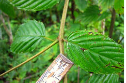 Image of umbrella-tree