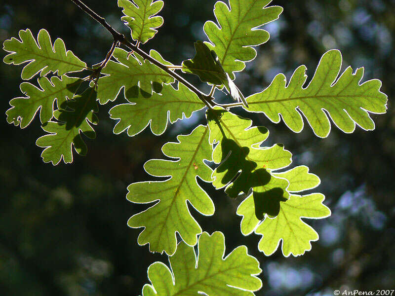 Image of Iberian white oak