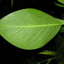 Image of Dieffenbachia concinna Croat & Grayum