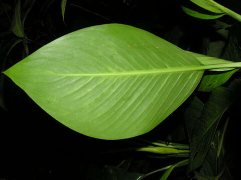 Image of Dieffenbachia concinna Croat & Grayum