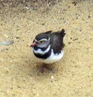 Image of African Three-banded Plover