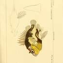 صورة Pentaceros capensis Cuvier 1829