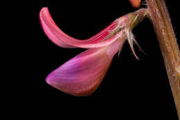 Image of sainfoin