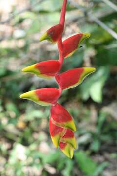 Image of false bird of paradise