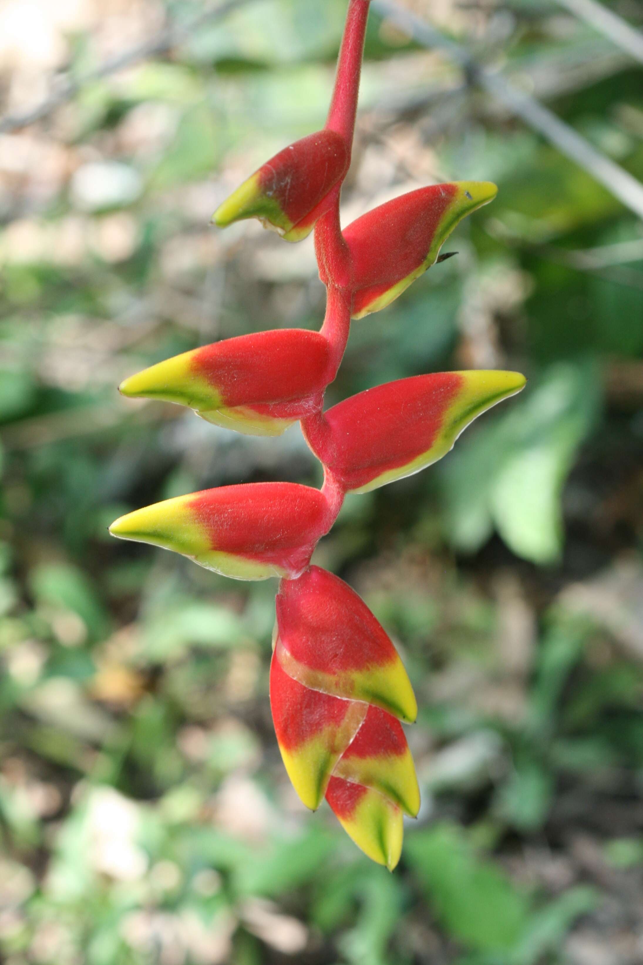 Image of false bird of paradise