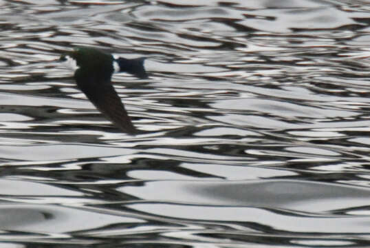 Image of Violet-green Swallow