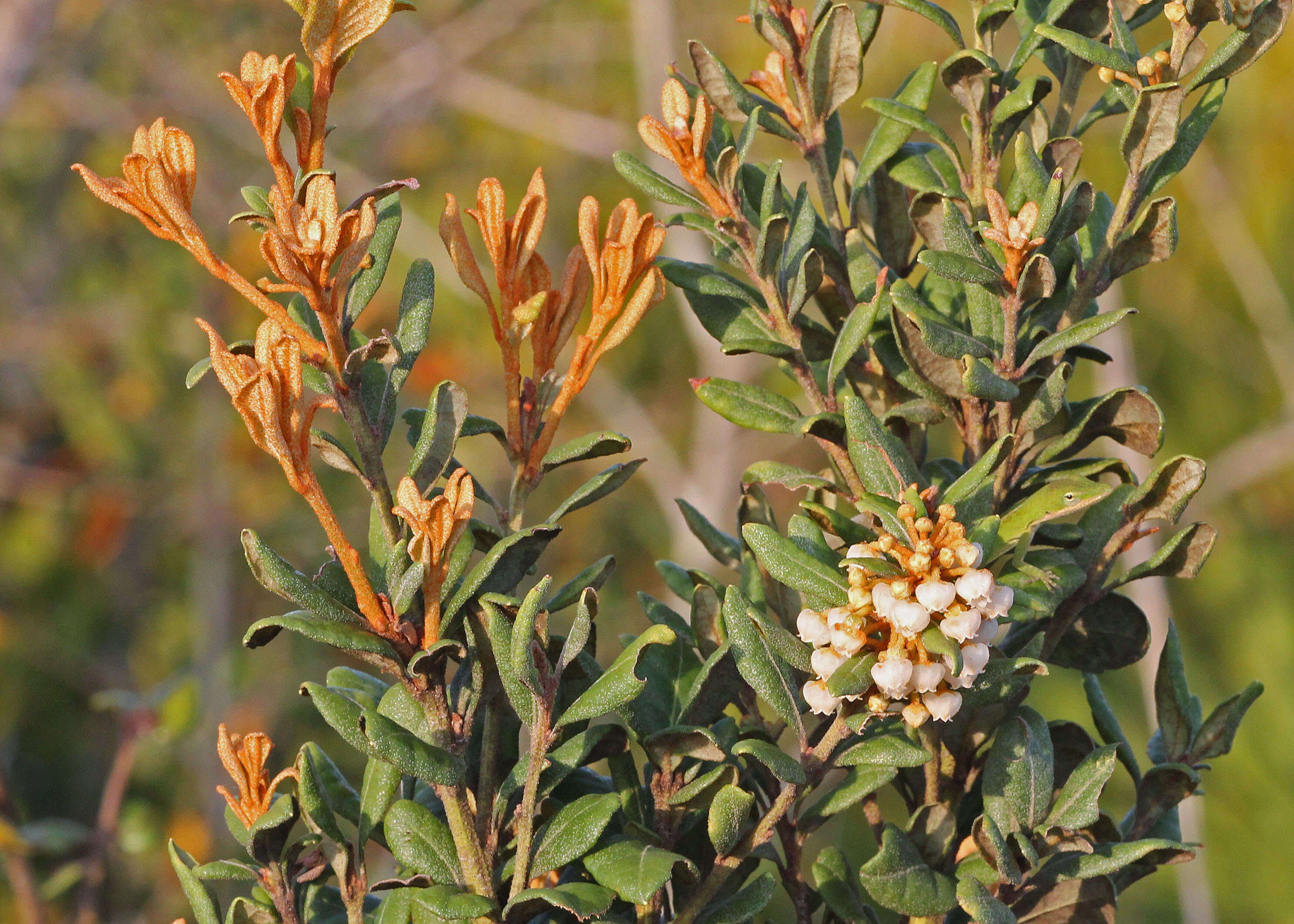 Image of Rusty Lyonia