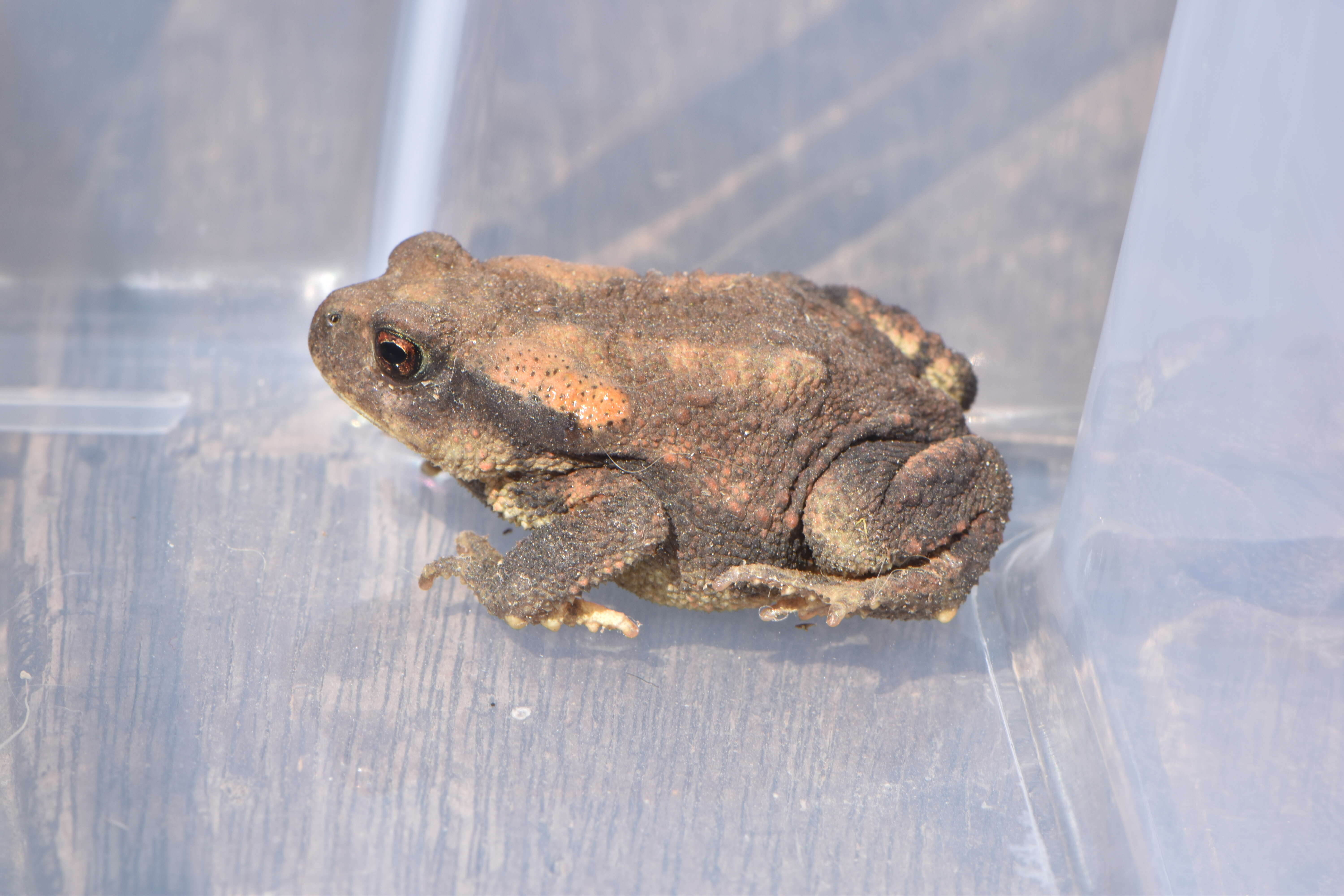 Image of Nile Valley Toad