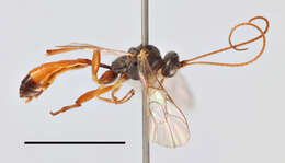 Image of Hadrodactylus