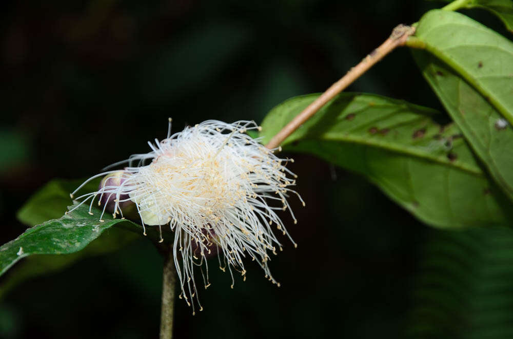 Image of Syzygium formosum (Wall.) Masamune